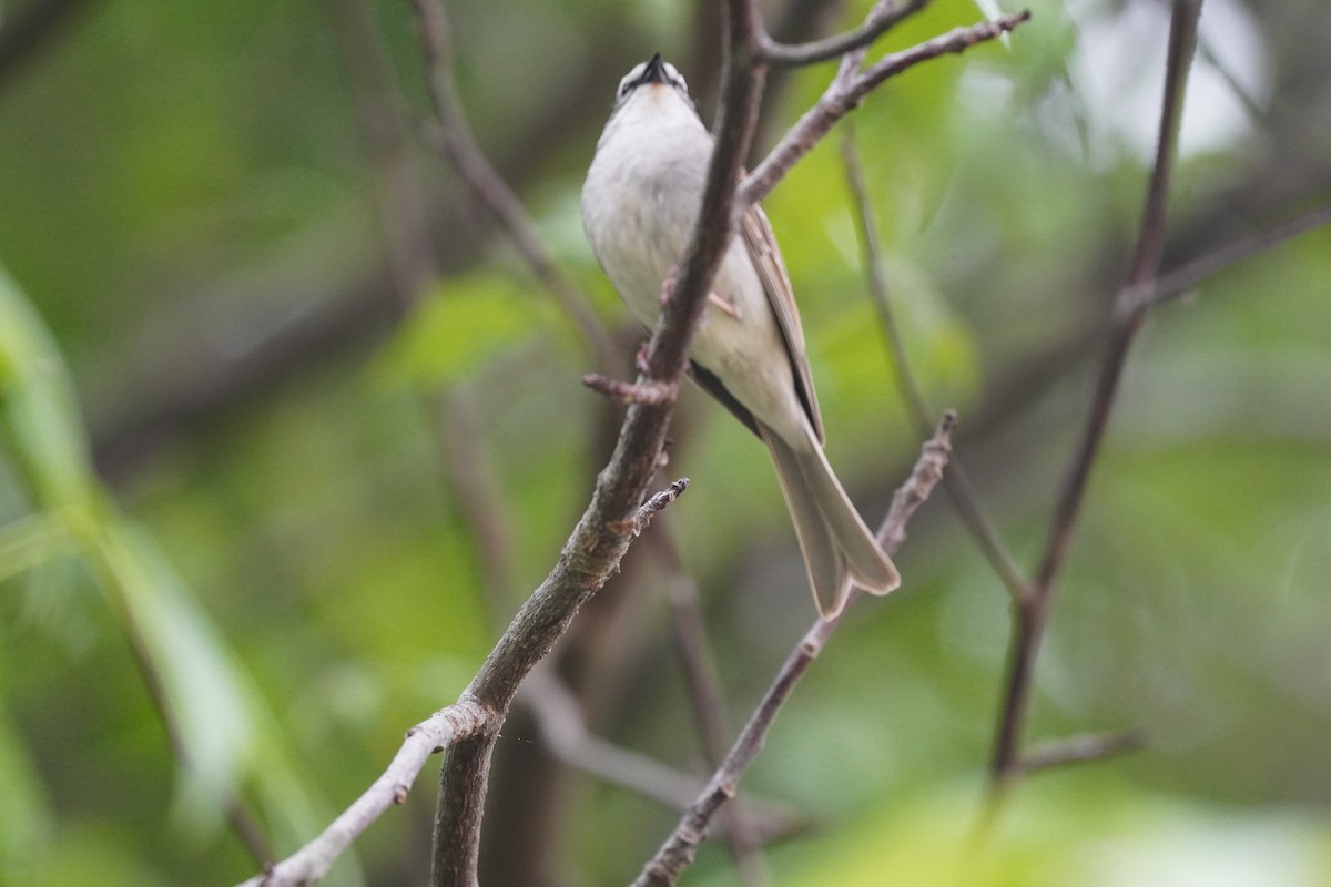 Chipping Sparrow - Braydon Leary