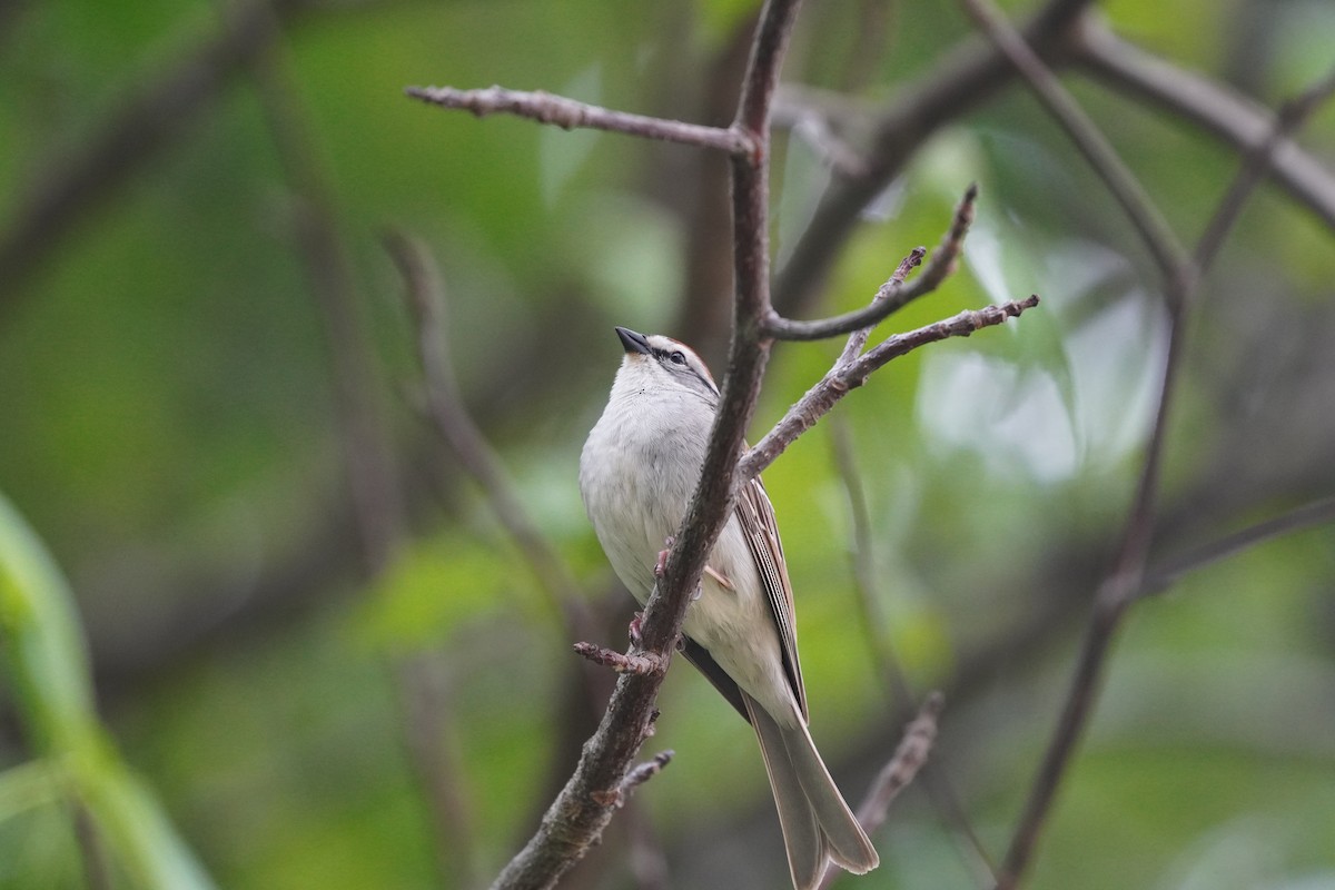 Chipping Sparrow - Braydon Leary