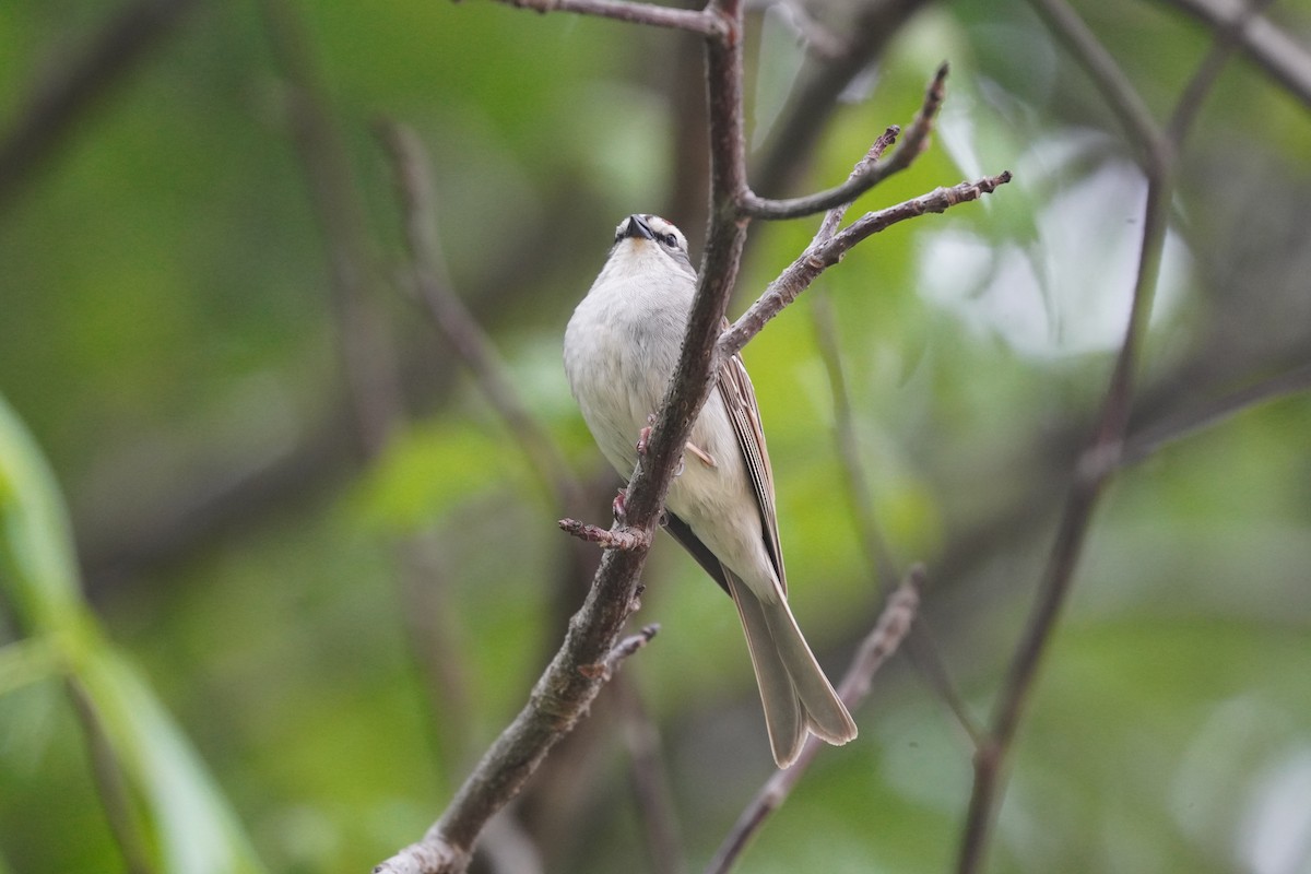 Chipping Sparrow - Braydon Leary