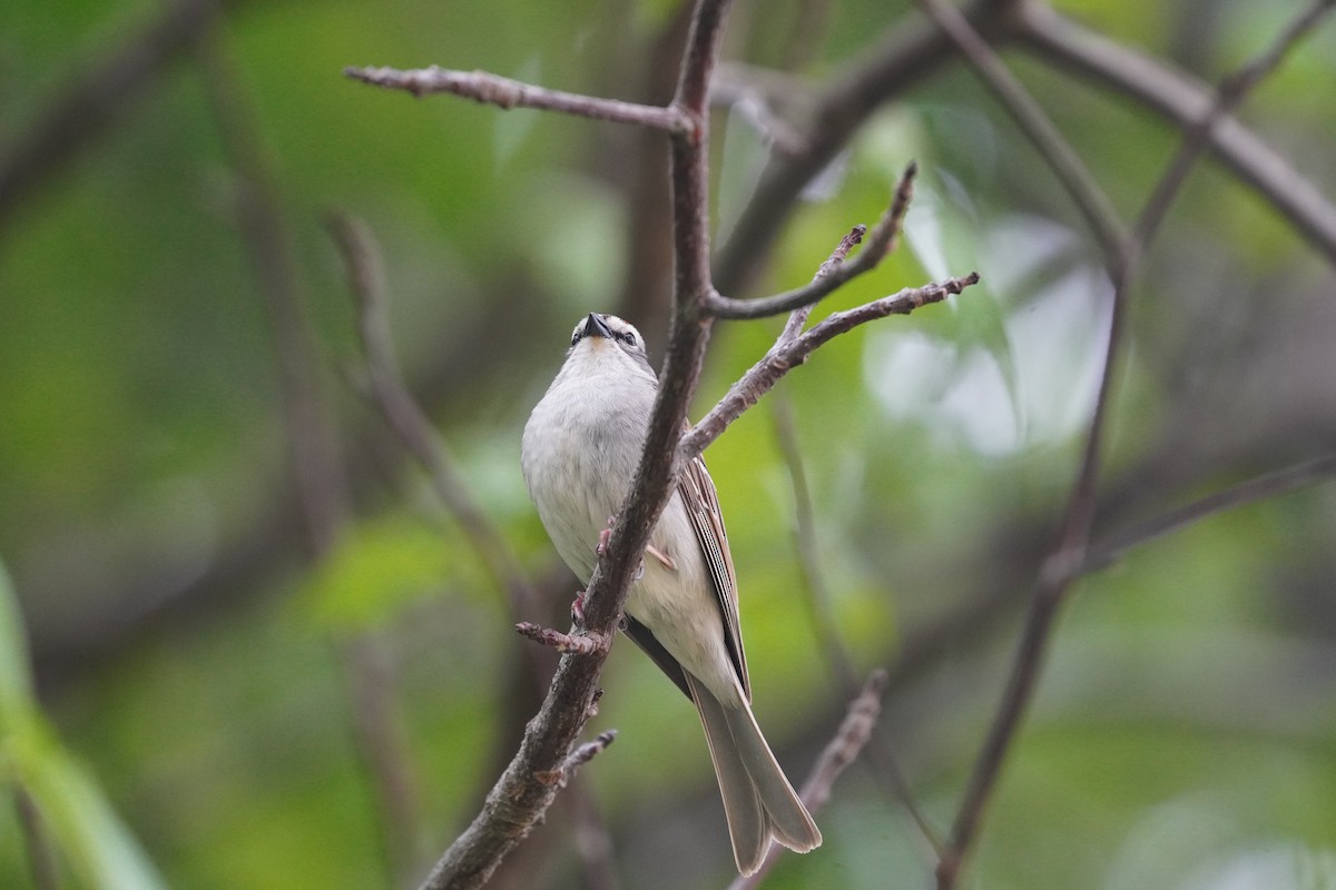 Chipping Sparrow - Braydon Leary