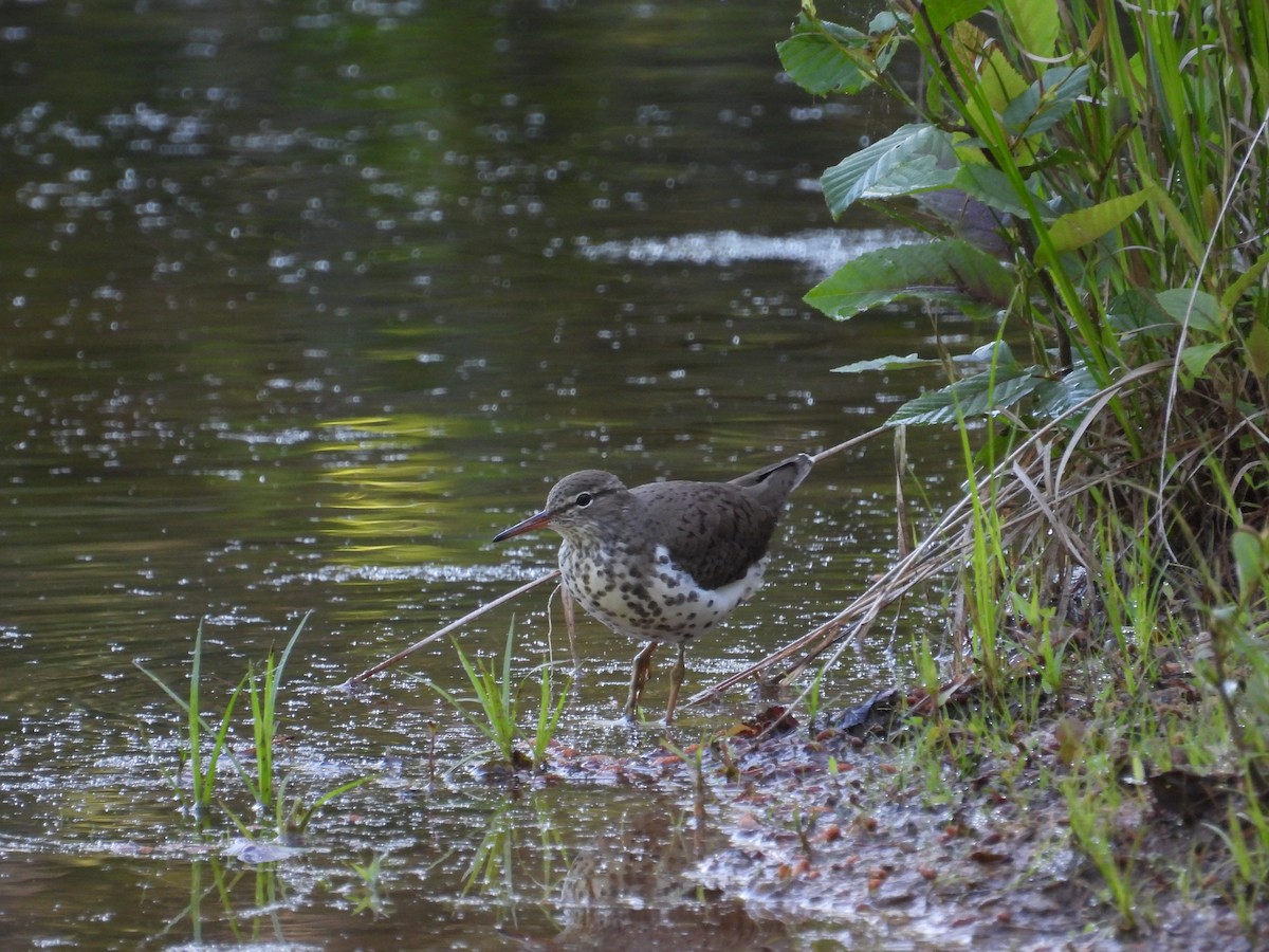 Spotted Sandpiper - ML618908856