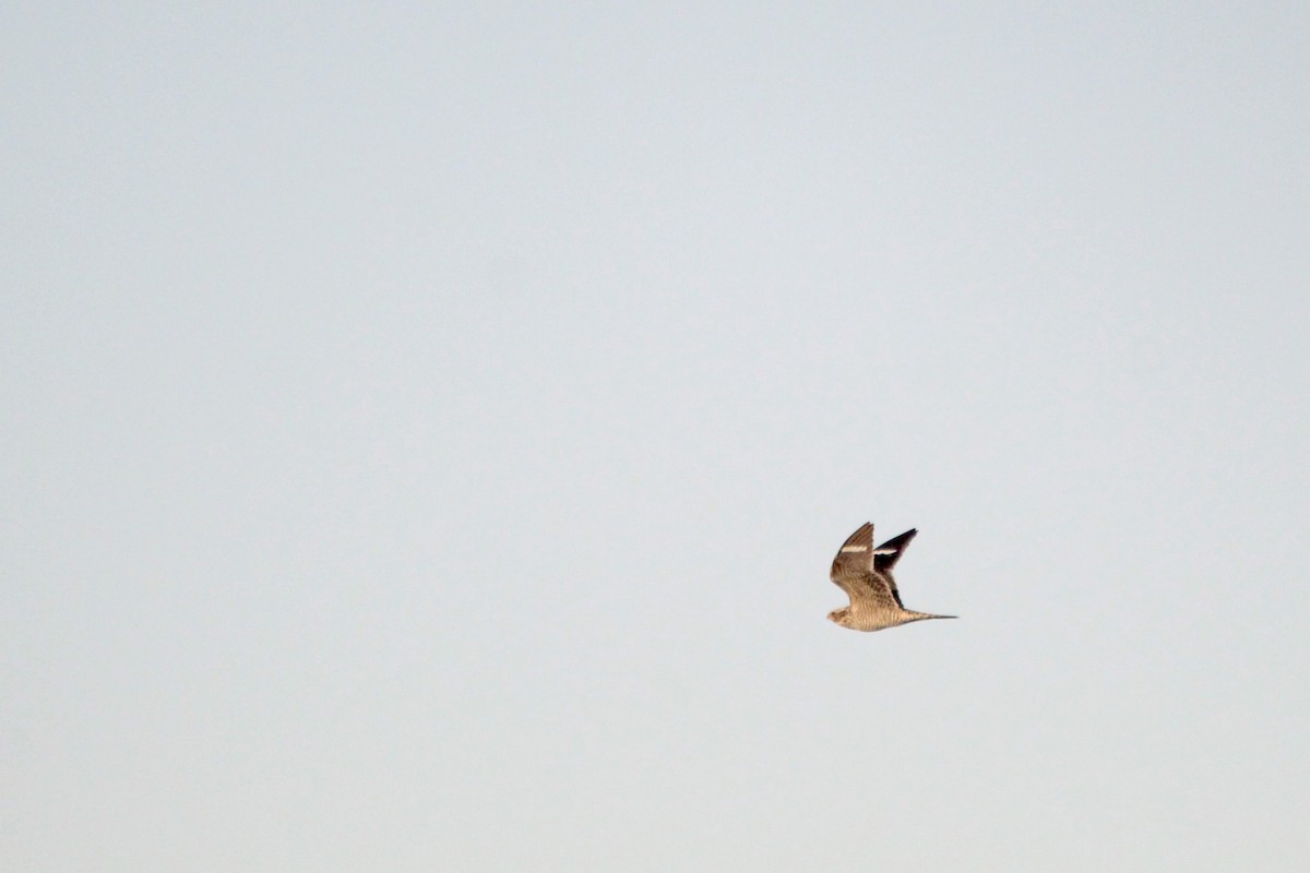 Common Nighthawk - Logan Anderson