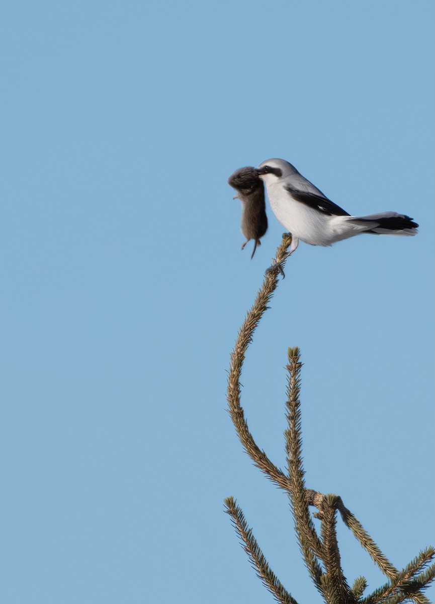 Northern Shrike - Lauren Voeltz