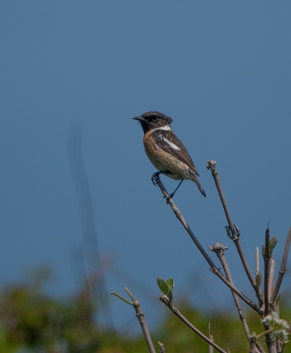 European Stonechat - David Factor