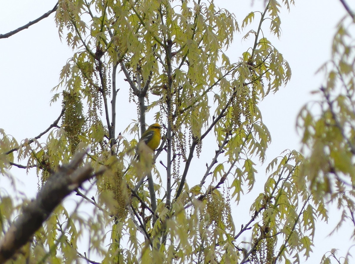 Blue-winged Warbler - Jim Guion