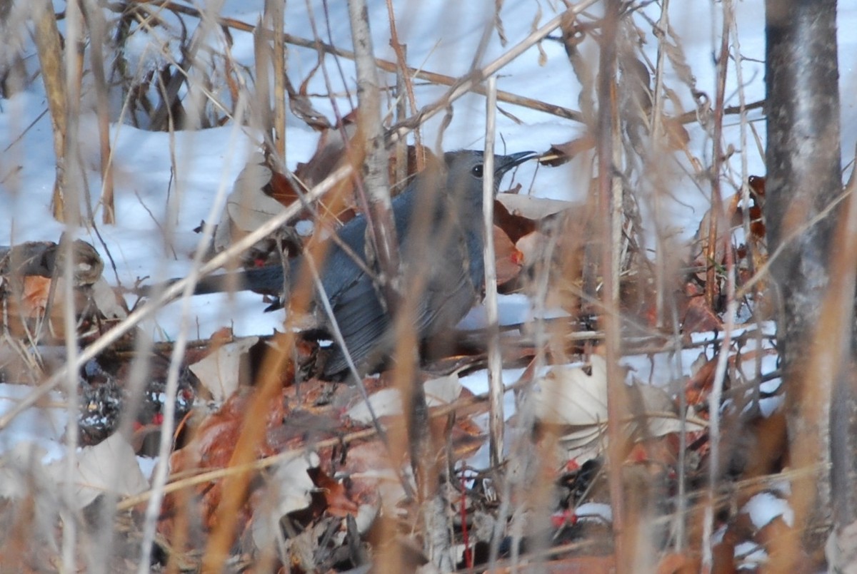 Gray Catbird - roy sorgenfrei