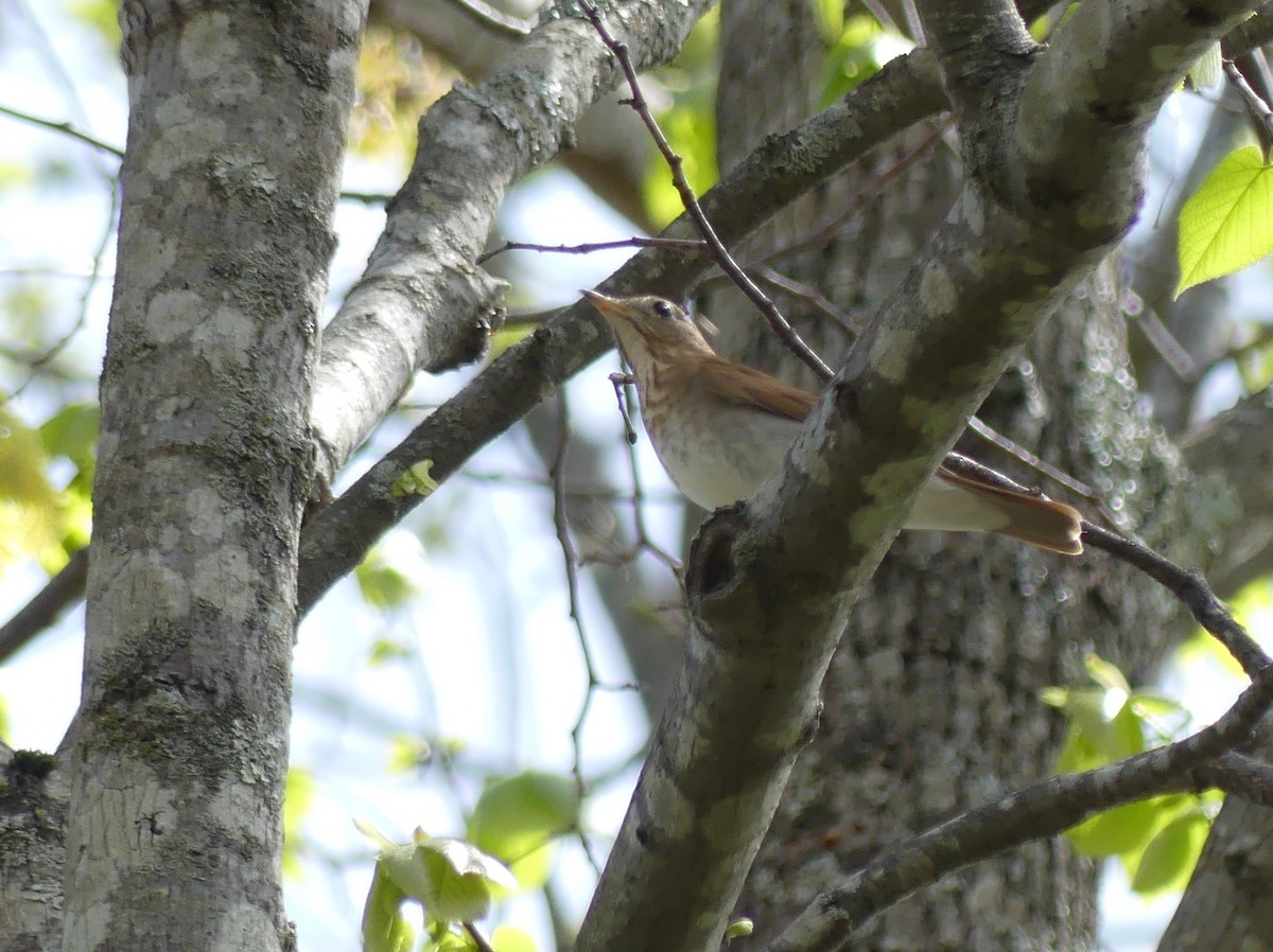 Veery - Jim Guion