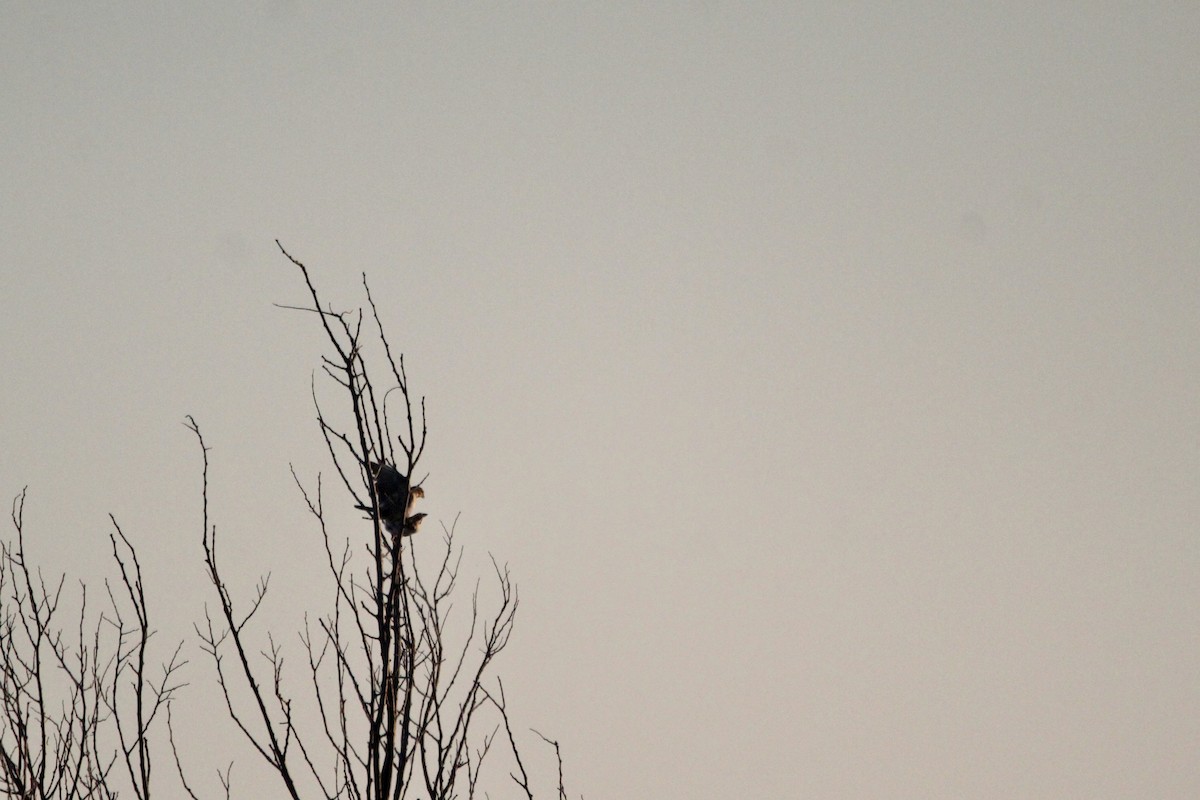 Lark Sparrow - Logan Anderson