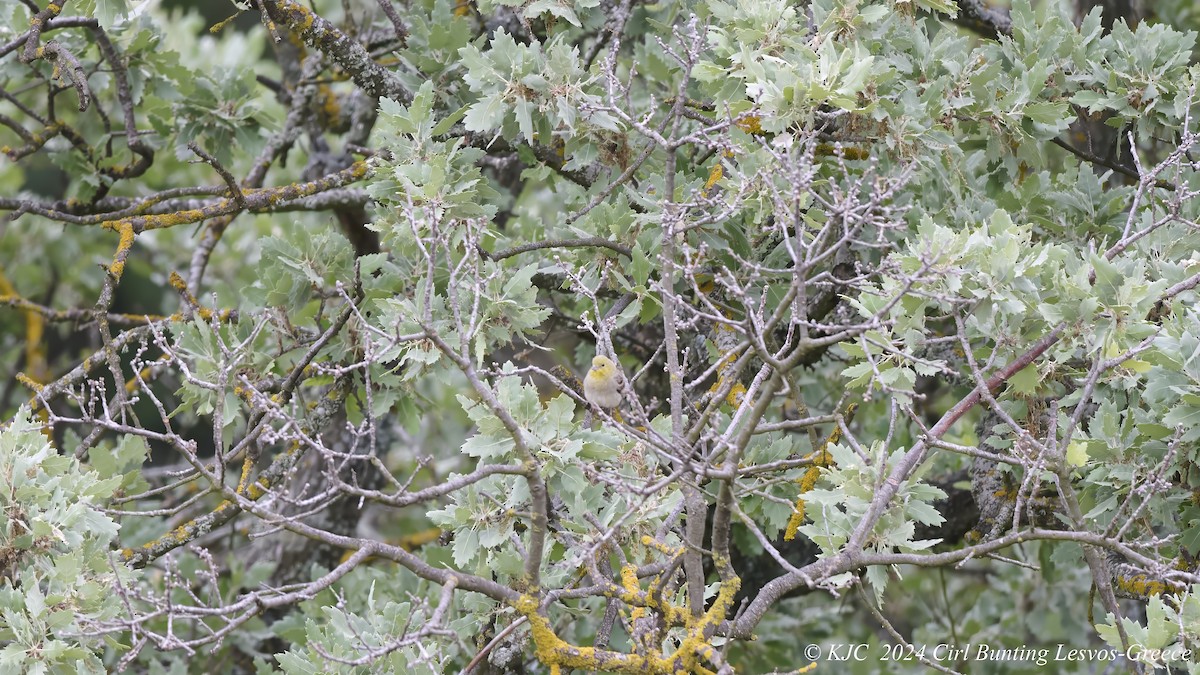 Cirl Bunting - Kraig Cawley