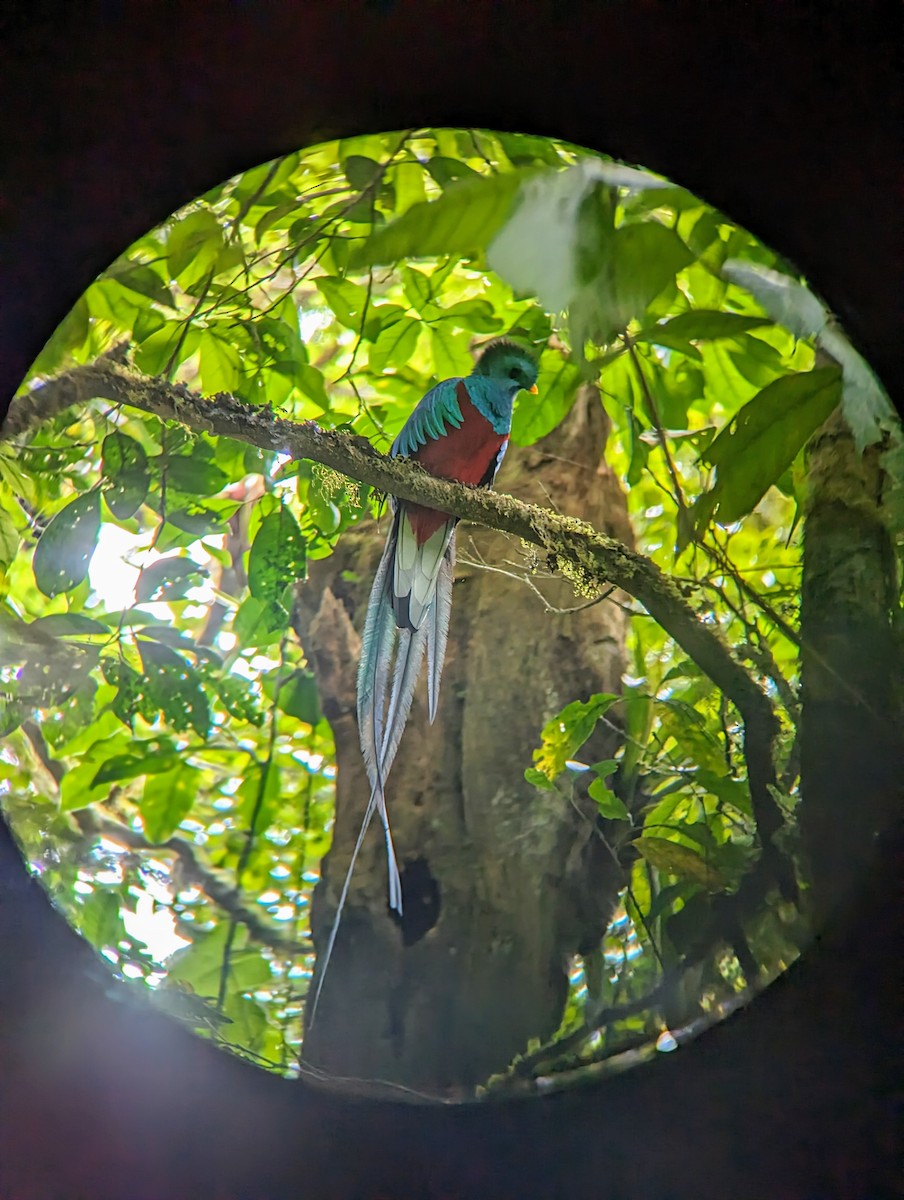 Quetzal Guatemalteco - ML618908894