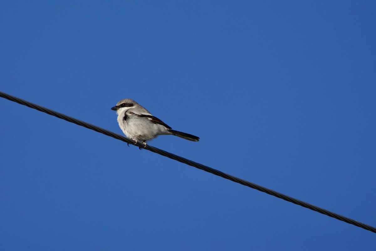 Loggerhead Shrike - A Branch