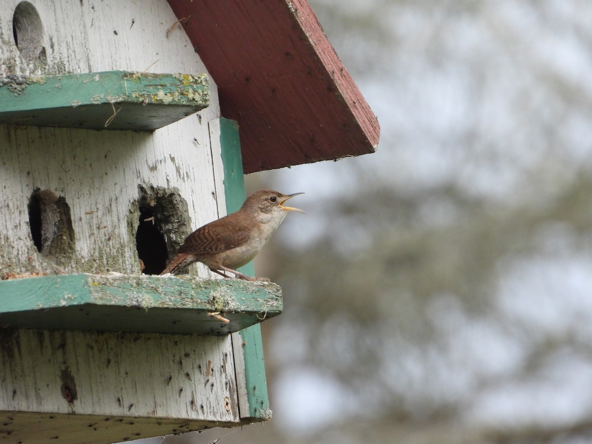 House Wren - Martine Parent