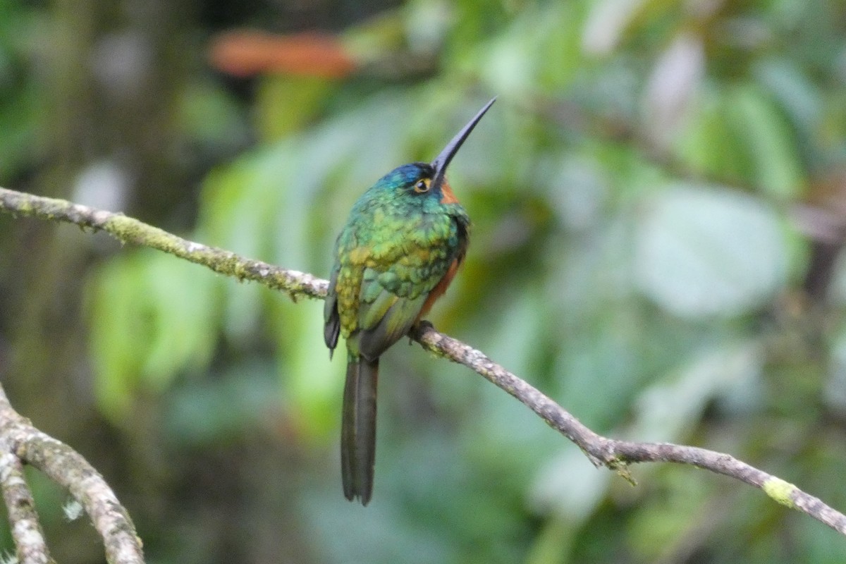 Coppery-chested Jacamar - ML618908916