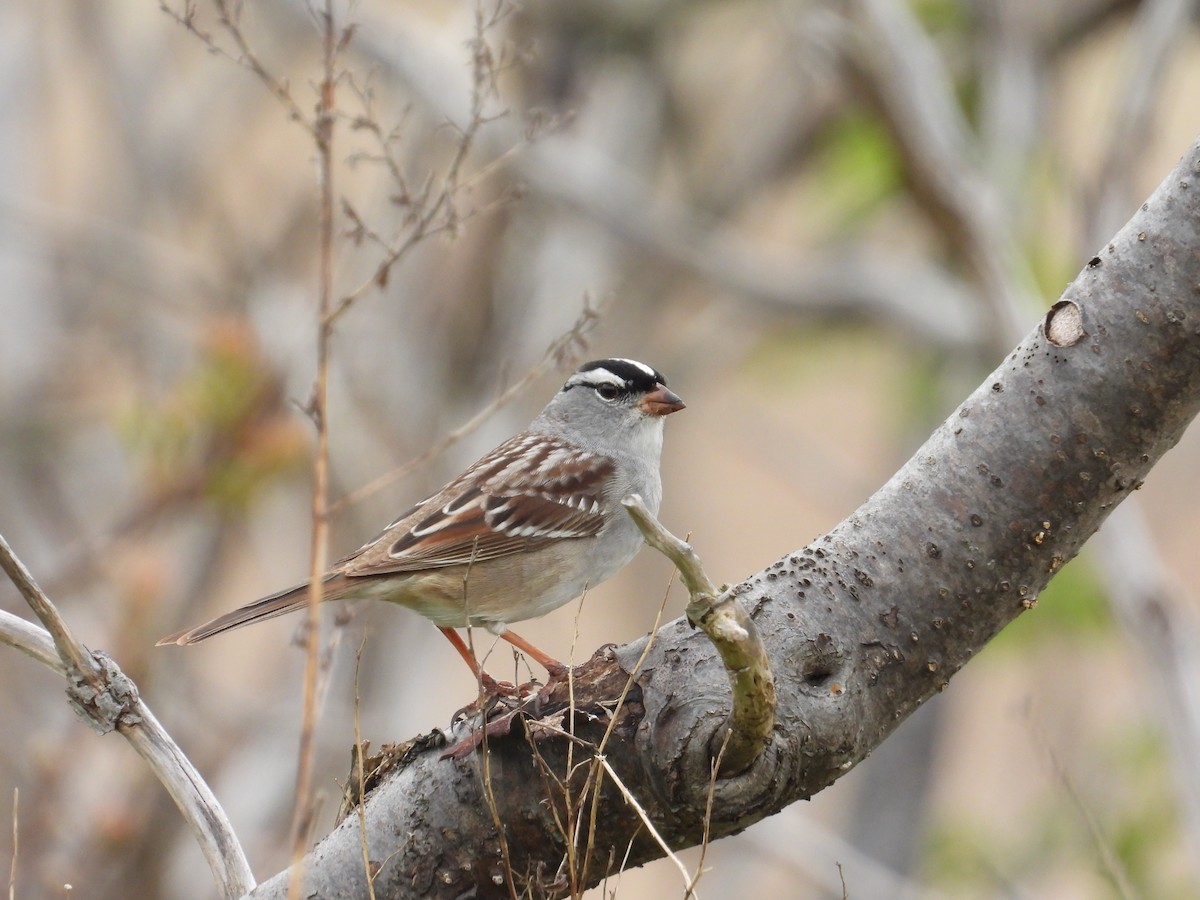 White-crowned Sparrow - Martine Parent