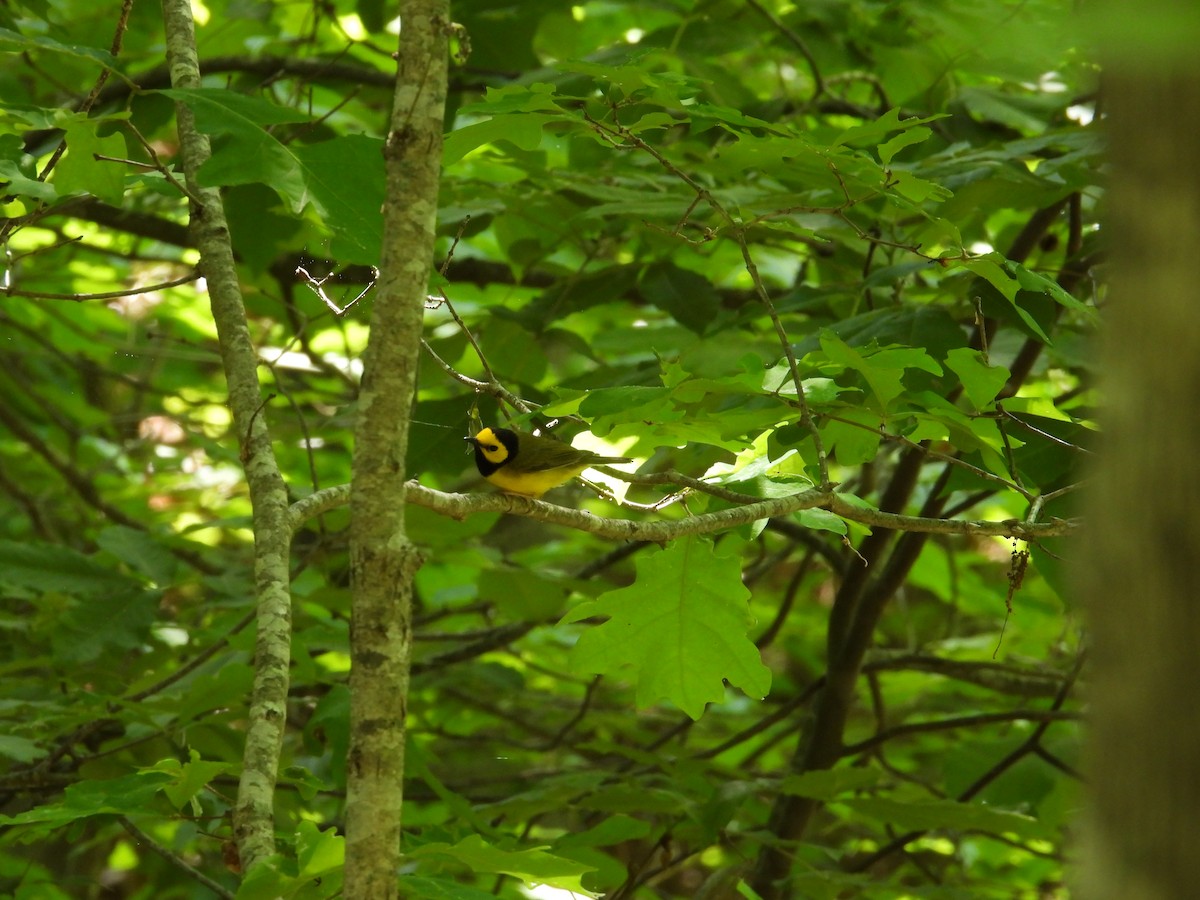 Hooded Warbler - ML618908925