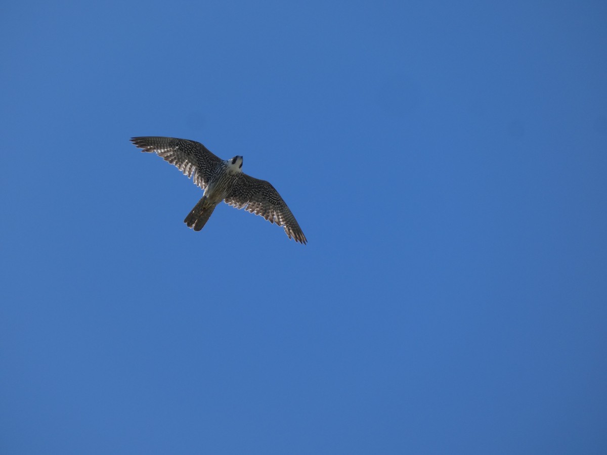 Peregrine Falcon - Elliot Dziedzic