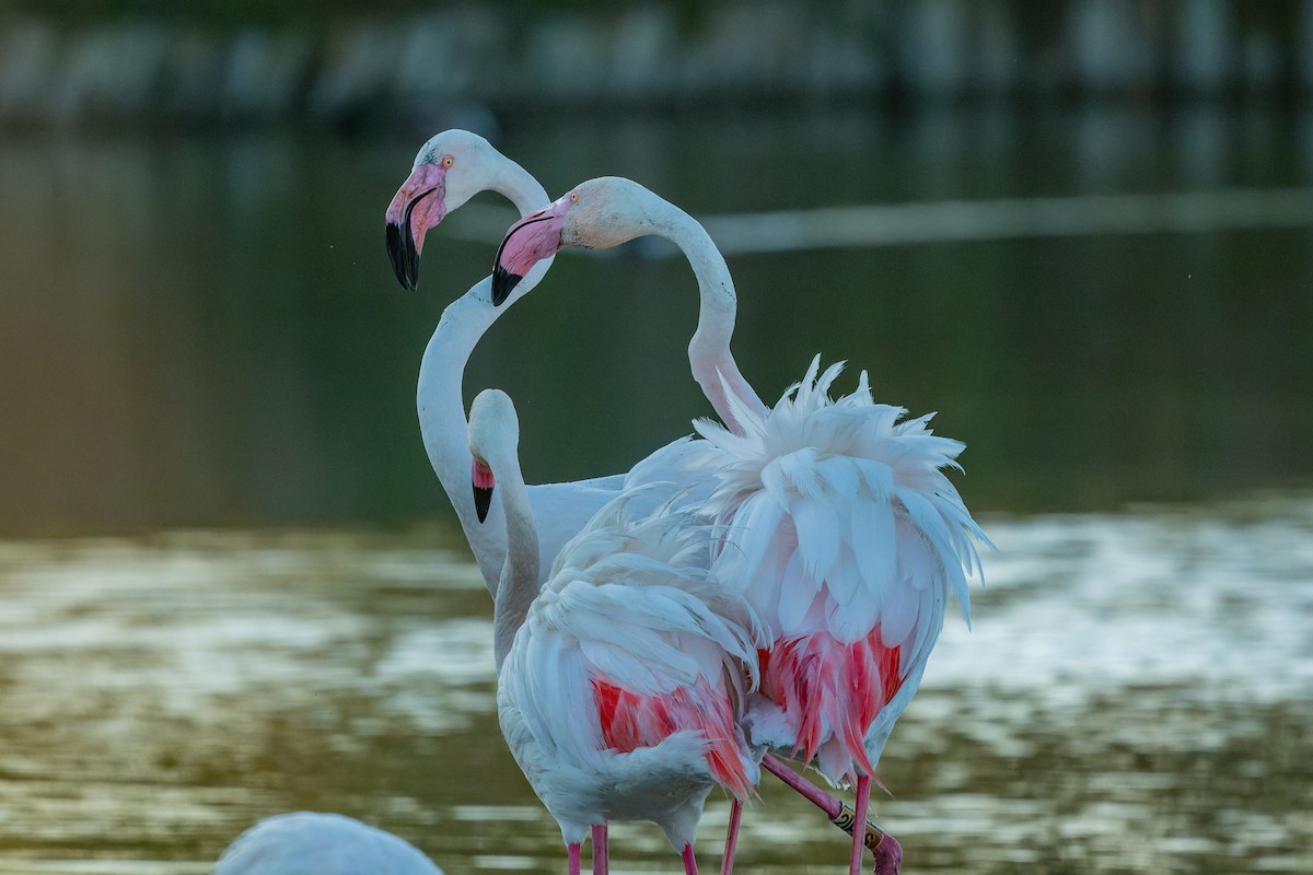 Greater Flamingo - lucien ABAH