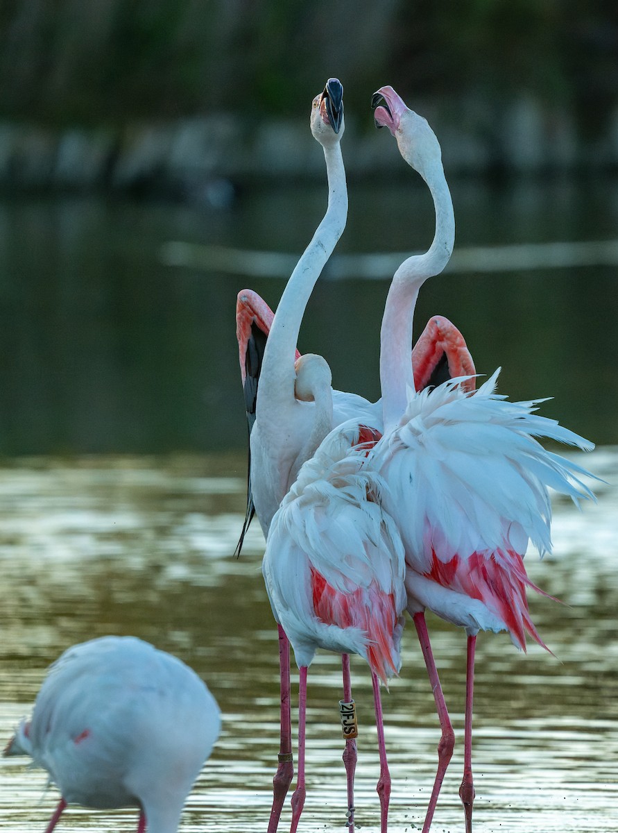 Greater Flamingo - lucien ABAH