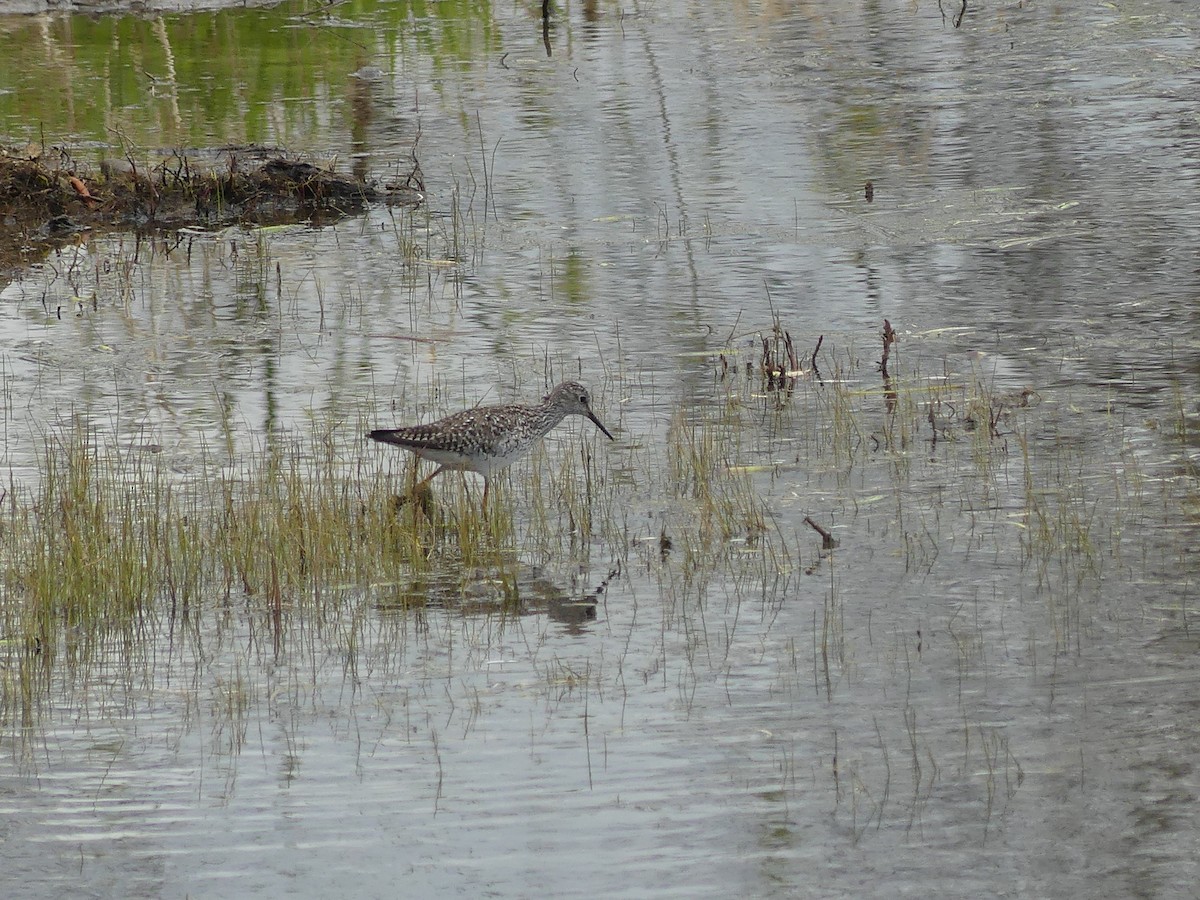 Lesser Yellowlegs - ML618908950