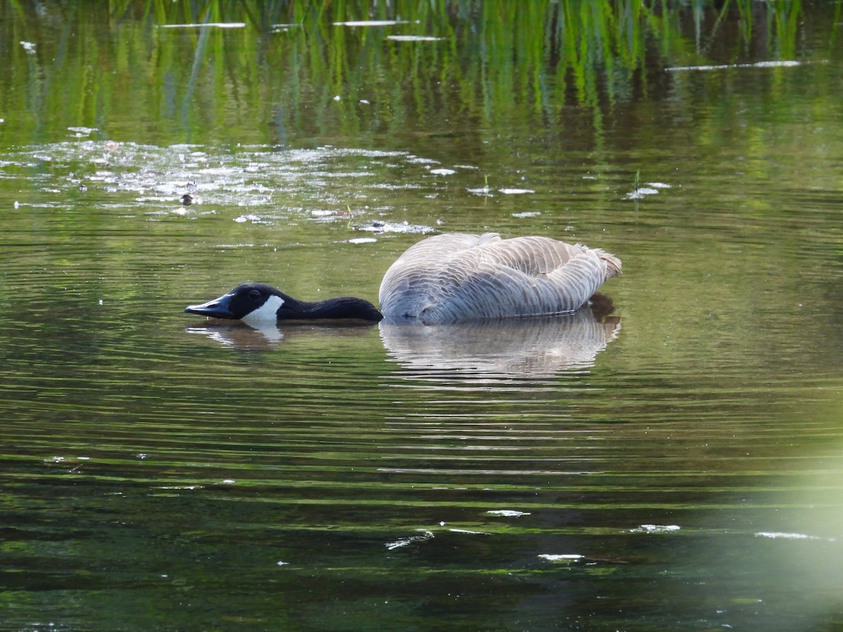 Canada Goose - ML618908956