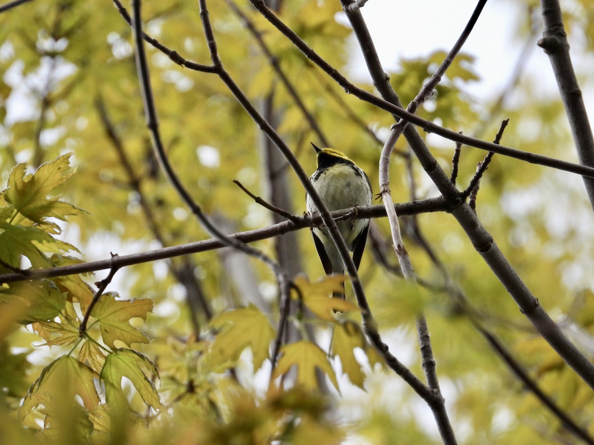 Black-throated Green Warbler - Martine Parent