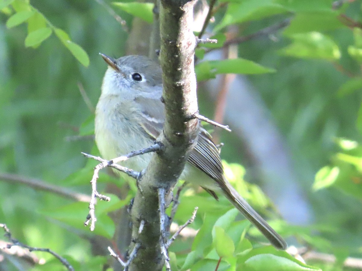 Gray Flycatcher - Dan King