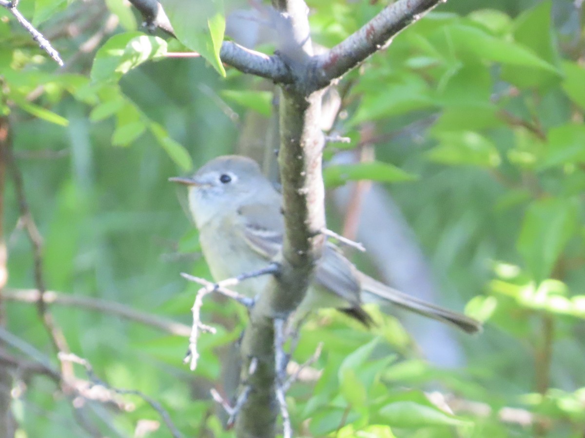 Gray Flycatcher - ML618908990