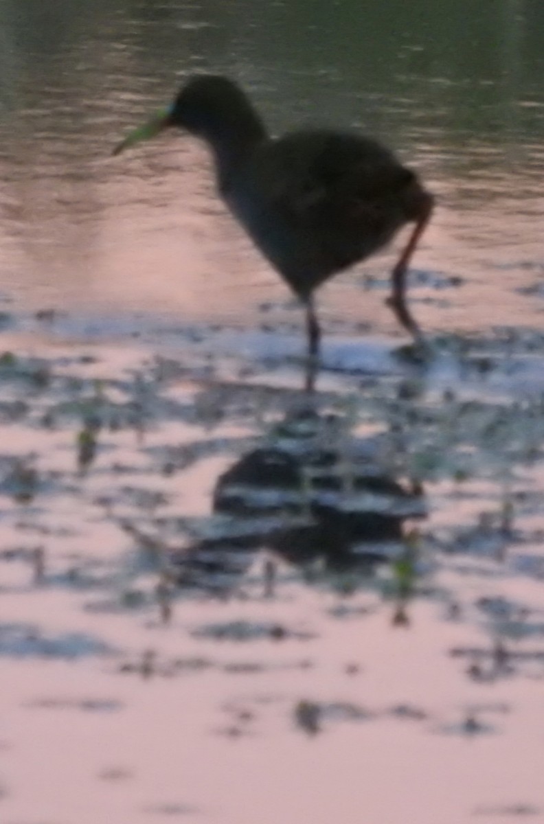 Plumbeous Rail - Fernando Muñoz