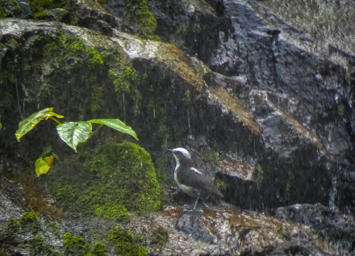 White-capped Dipper - Cristian Abad