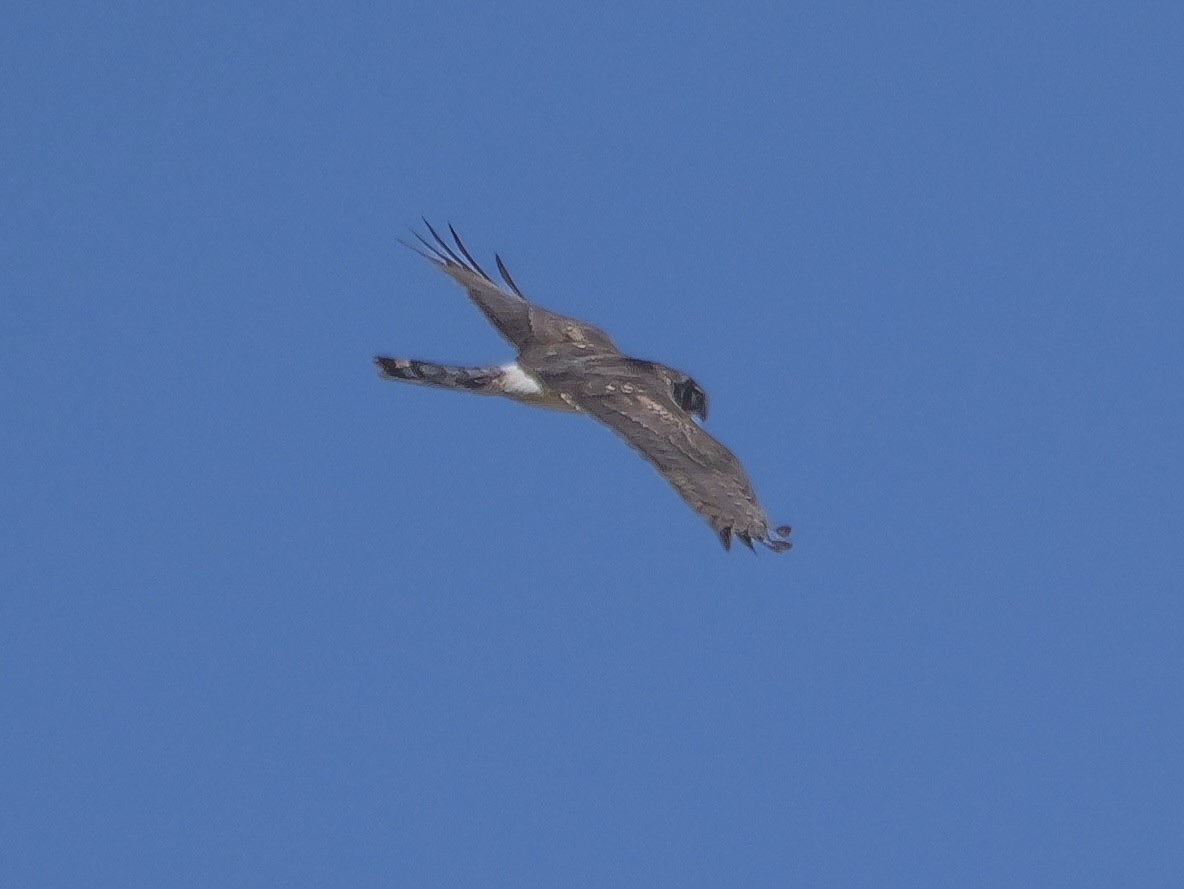 Northern Harrier - Roger Horn