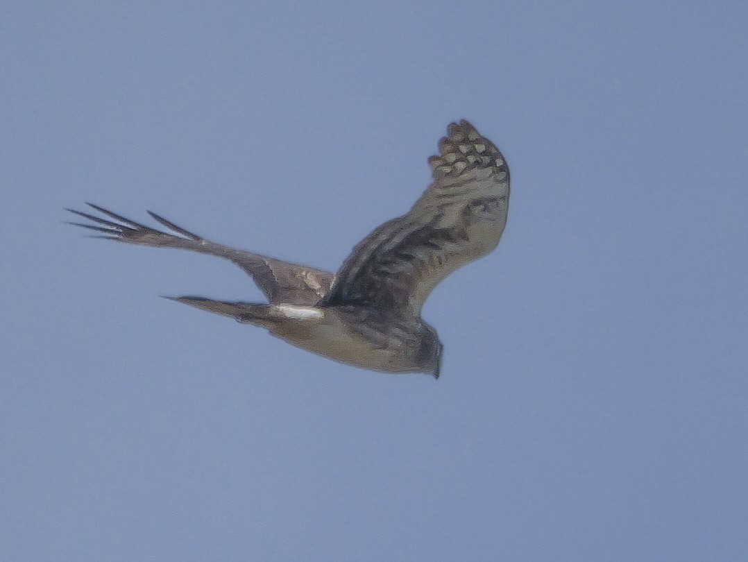 Northern Harrier - Roger Horn