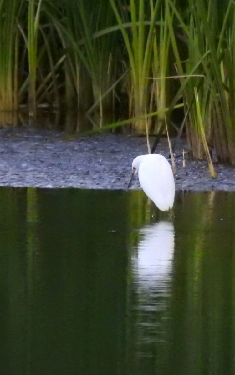 Snowy Egret - Fernando Muñoz