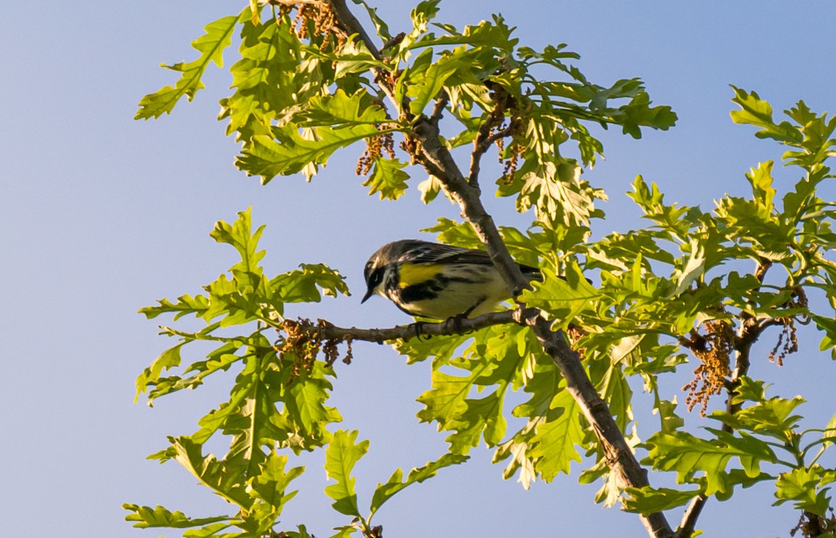 Yellow-rumped Warbler - Steve Burkholder