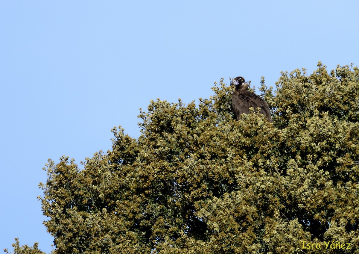 Cinereous Vulture - ML618909030