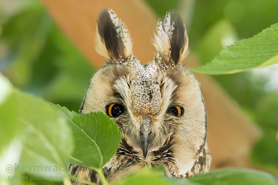 Long-eared Owl - Kevin Wade