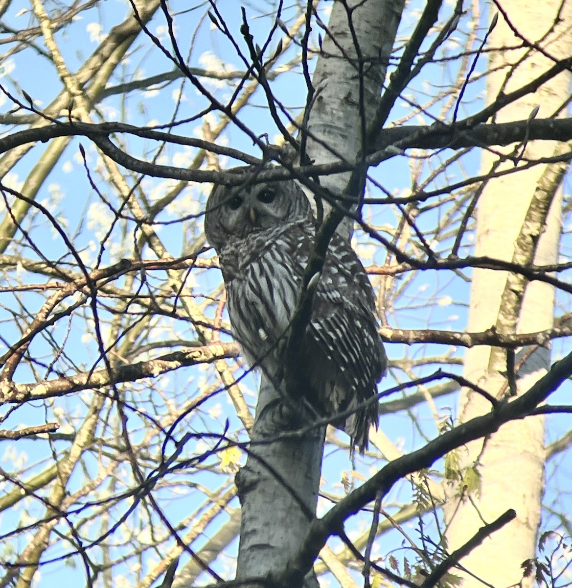 Barred Owl - Daryl Bernard