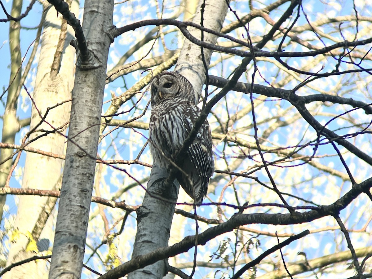 Barred Owl - Daryl Bernard