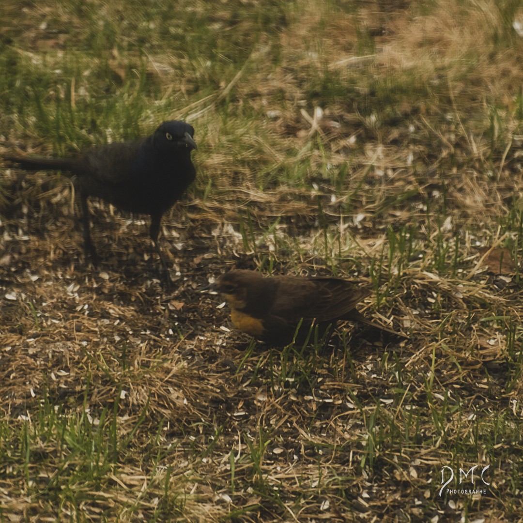 Yellow-headed Blackbird - Émilie  Grenier