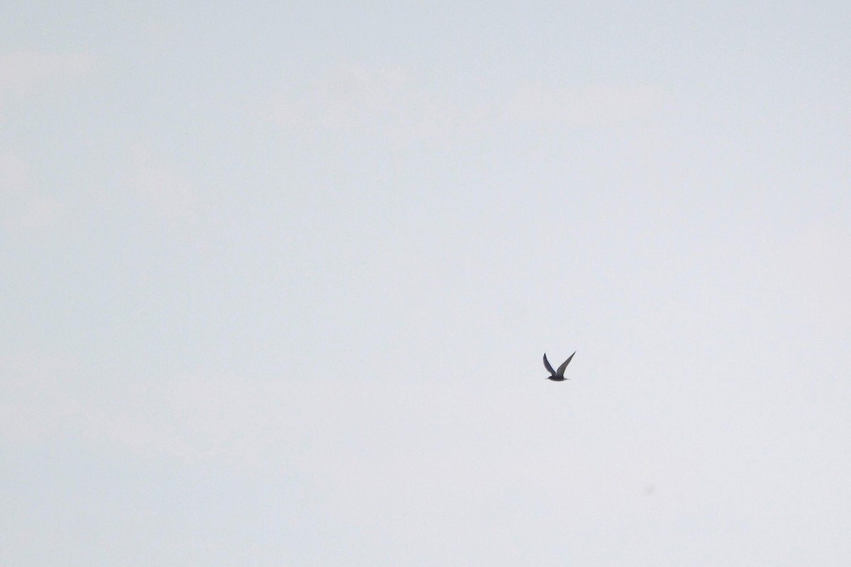 Black Tern - ML618909073