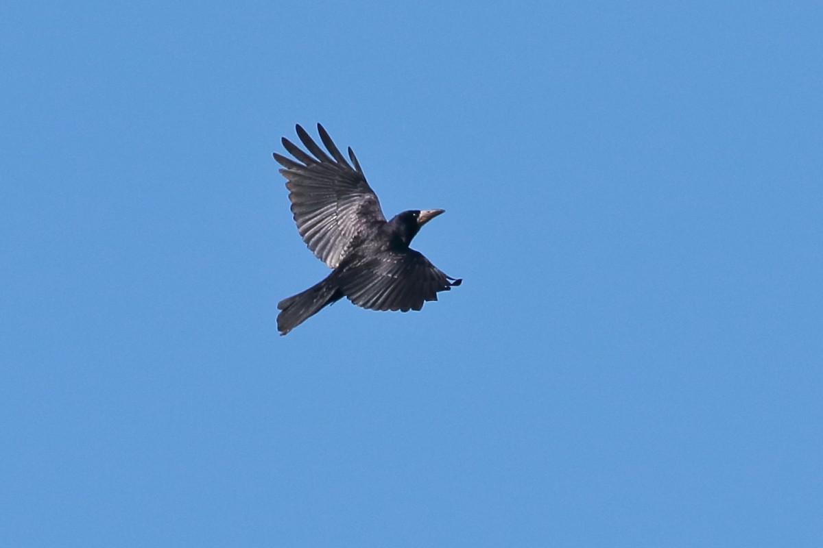 Rook - António Gonçalves