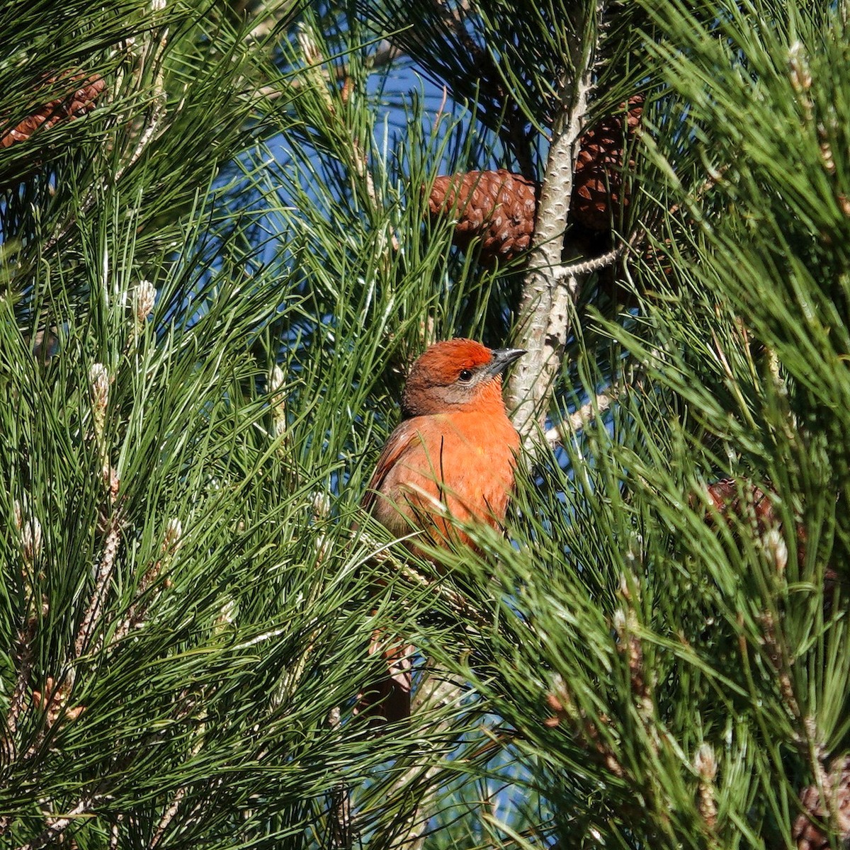 Hepatic Tanager - ML618909099