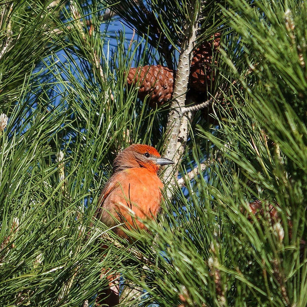 Hepatic Tanager - David Buckley