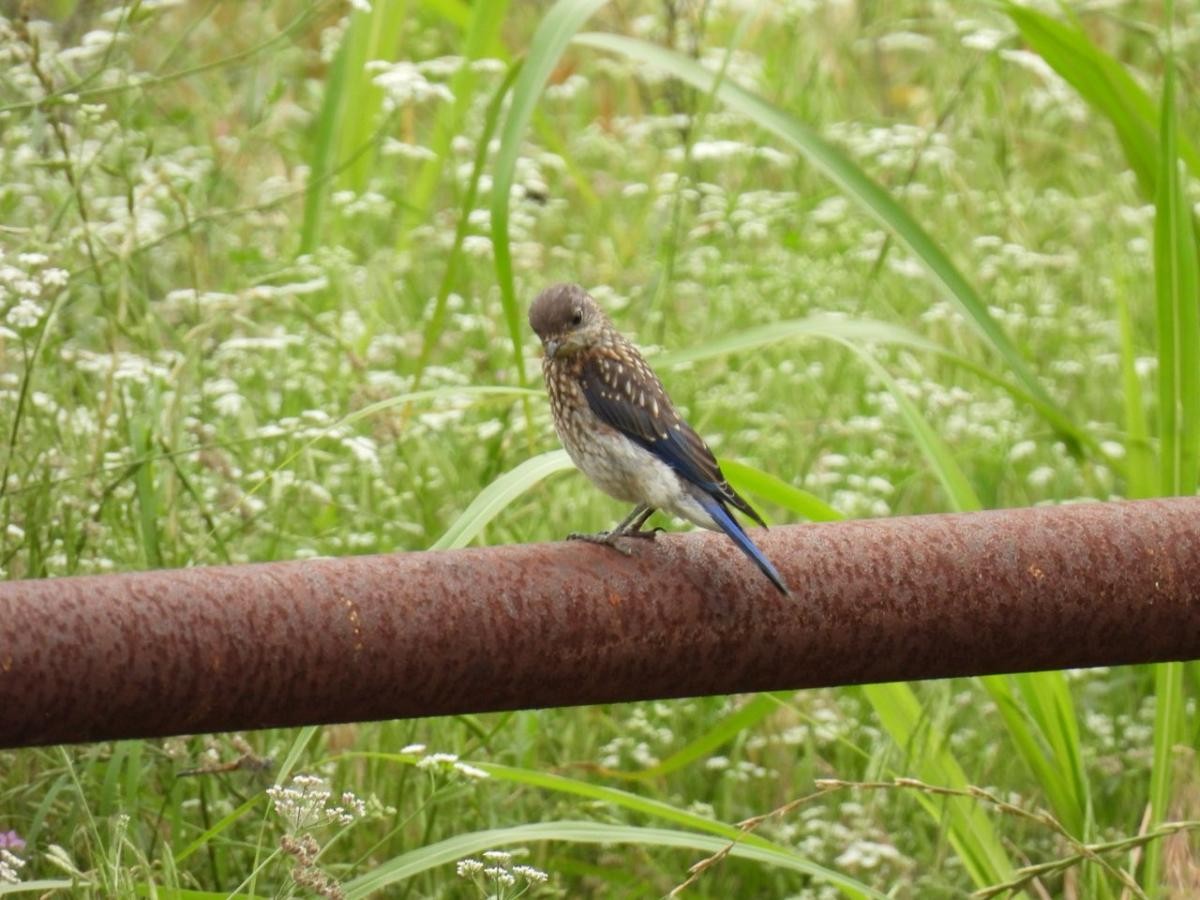 Eastern Bluebird - Jane Strauss