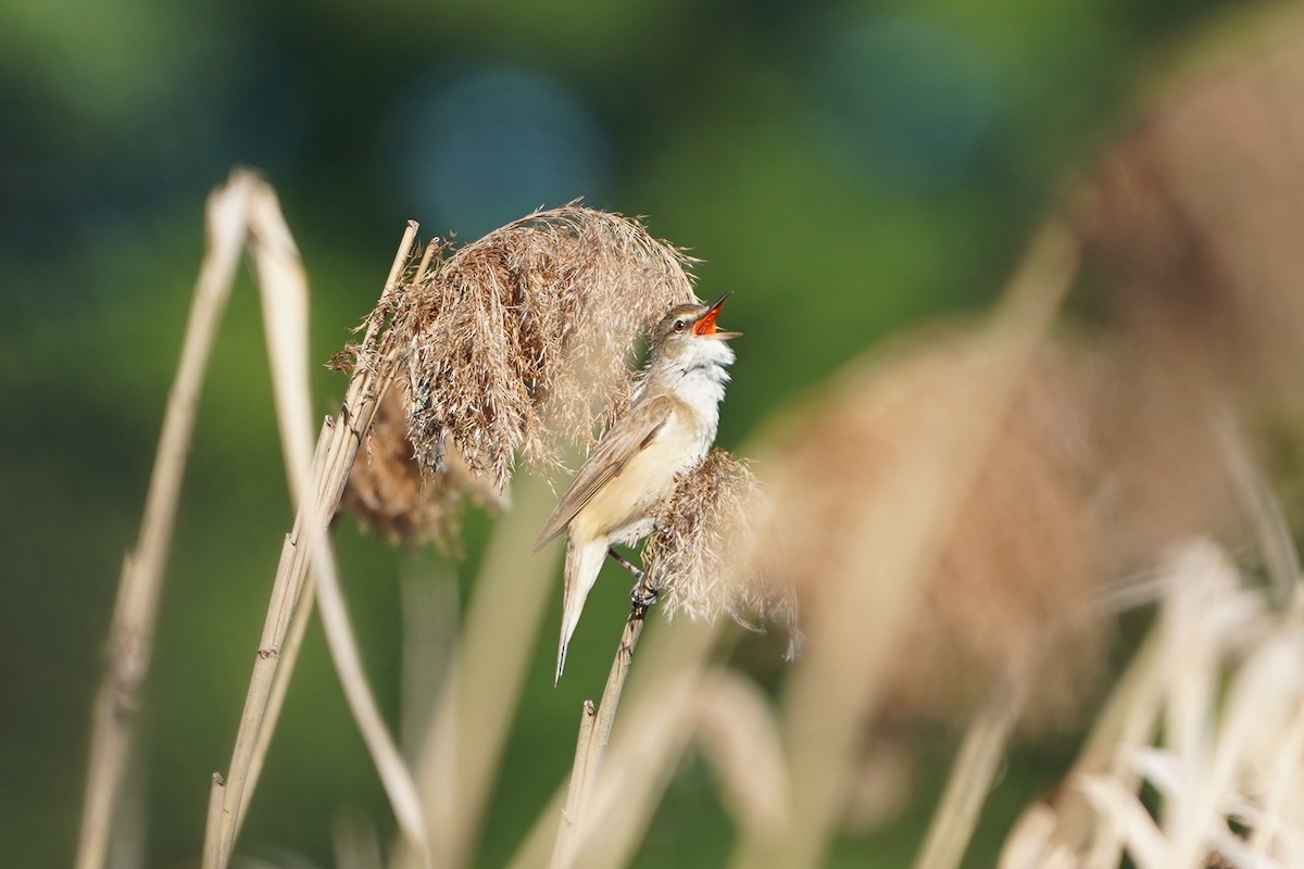 Great Reed Warbler - Michal Ostant