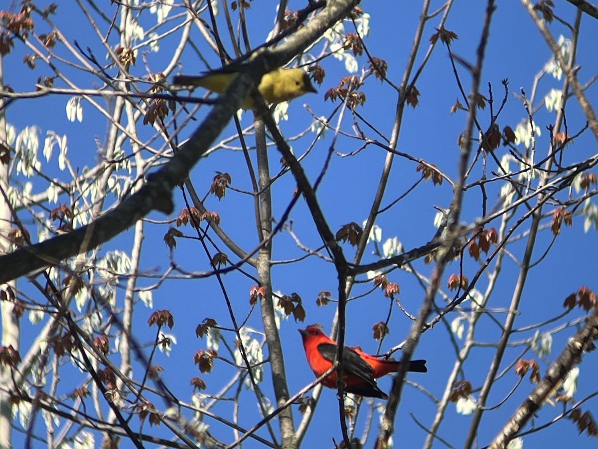 Scarlet Tanager - Daryl Bernard