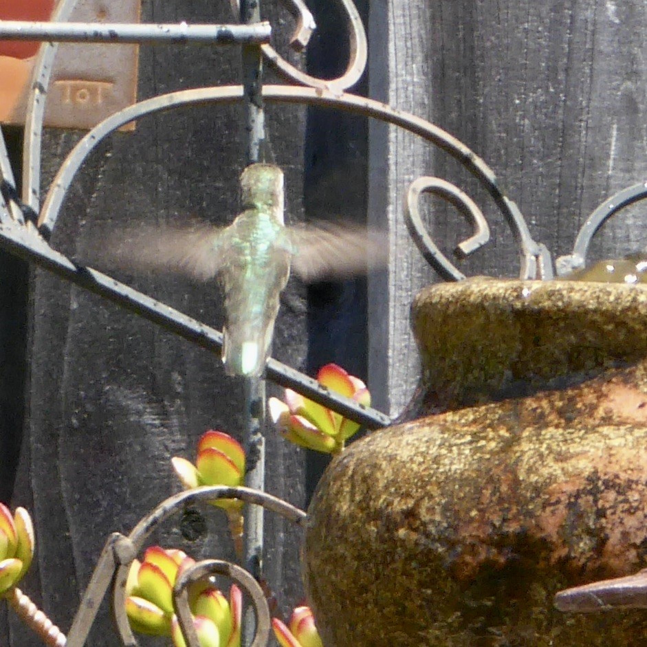 Anna's Hummingbird - Anonymous