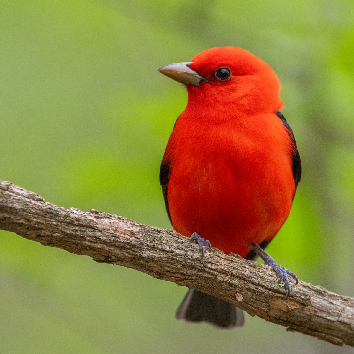 Scarlet Tanager - ML618909126