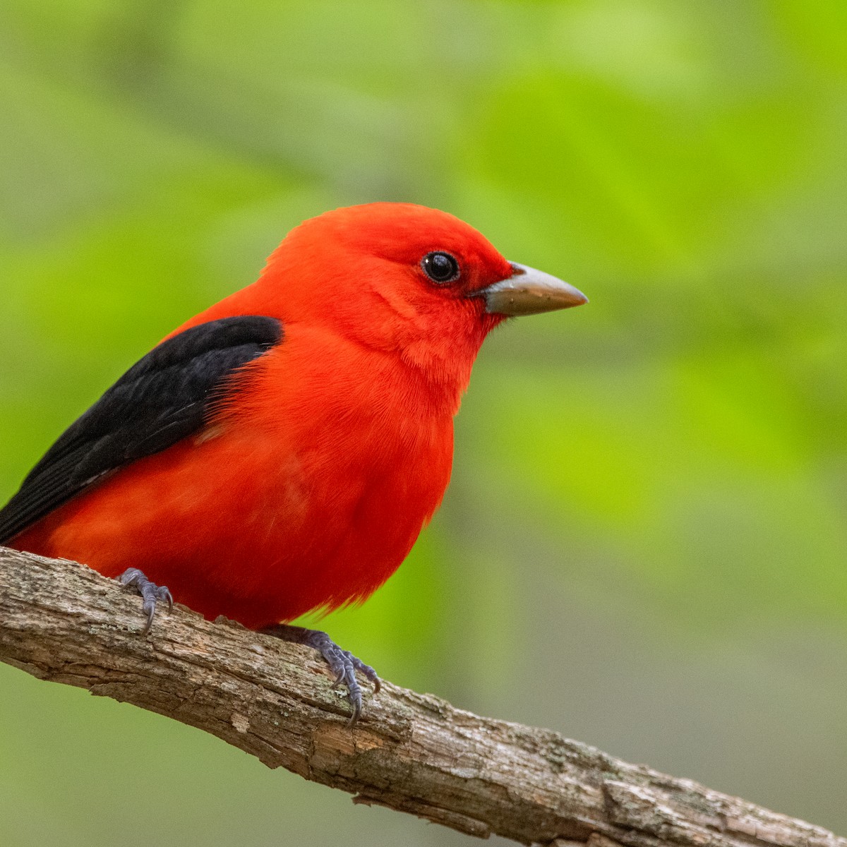 Scarlet Tanager - ML618909127