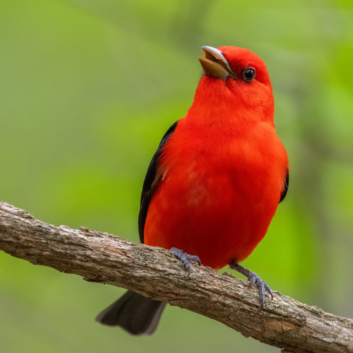 Scarlet Tanager - ML618909128