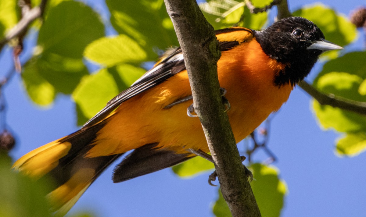 Baltimore Oriole - Jenny Rogers